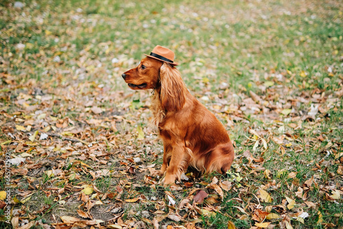 A funny English cocker spaniel sits on a green lawn in a brown hat and closed eyes. Side view.