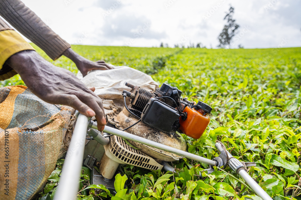 Naklejka premium Close-up of a farmer's hands holding a harvester in a tea field in Africa