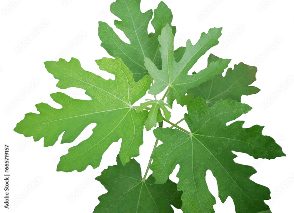 Ficus carica,fig tree ,top view closed-up leaves,selective focus, transparent background.
Ficus carica,fig tree ,top view closed-up leaves,selective focus, transparent background.