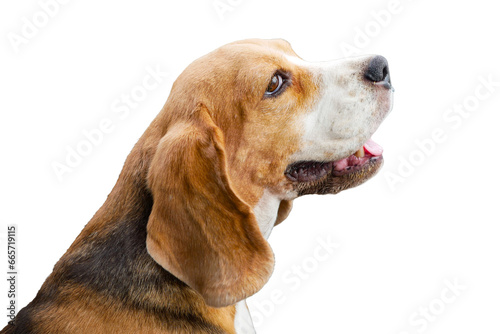 AS cute beagle dog isolated on white background.