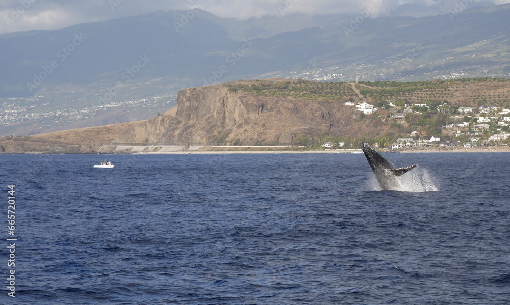humpback whale jumping in Reunion island