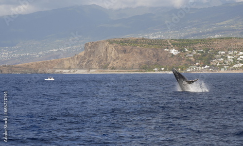 humpback whale jumping in Indian Ocean on the coast of Reunion island between le Port and Saint Gilles. La Réunion,  travel destination. 