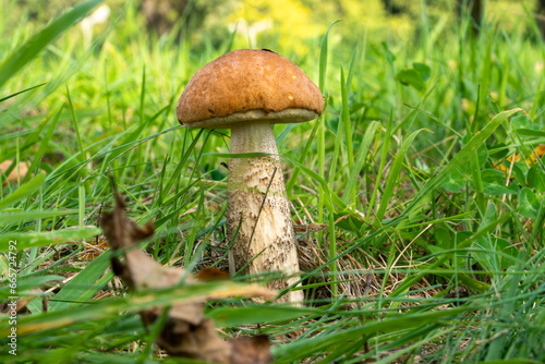 Boletus mushroom in its natural environment.