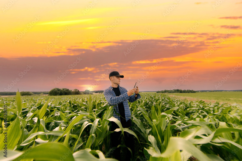 Fototapeta premium male farmer in a field with corn studies and analyzes the crop.