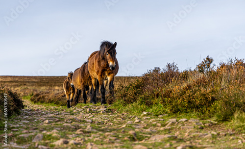Wild ponies of England in Exmoor National park