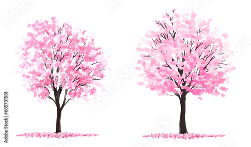 cherry tree, Vertor set of spring blossom tree,bloomimg plants side view for landscape elevation and section,eco environment concept design,watercolor sakura illustration,colorful season