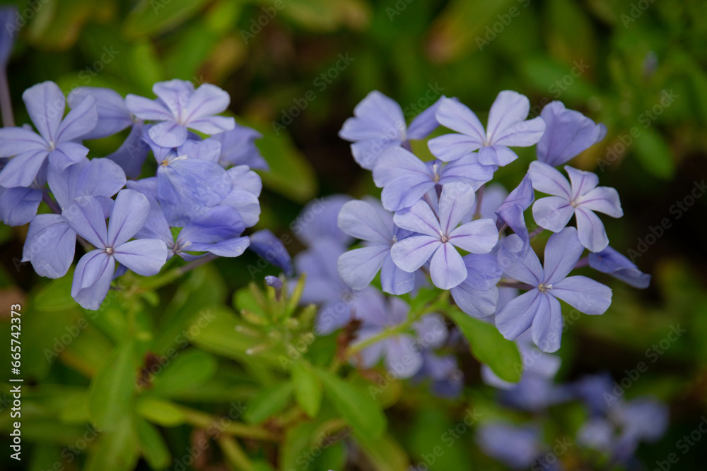 Blue flower of Cape leadwort in the garden. (Scientific name Plumbago auriculata) Blue flower of Cape leadwort in the garden. (Scientific name Plumbago auriculata)