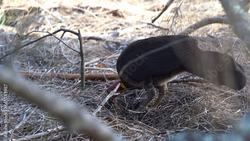 Australian brushturkey, alectura lathami spotted on the ground, busy kicking and digging up dirt on the forest floor, foraging for insects, wildlife bird species close up shot. photo