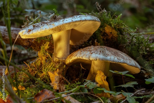 Closeup of two mushrooms growing side by side in a grassy field.
