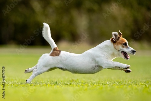 Konstfotografi Jack Russell Terrier sprinting across a lush green grass field.