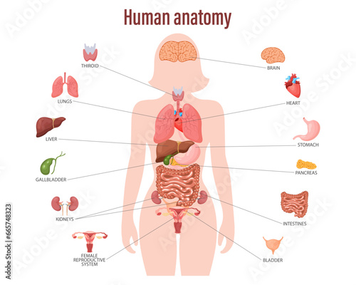 Human anatomy concept. Infographic poster with the internal organs of the human body. Respiratory, digestive, reproductive, cardiovascular systems. Banner, vector