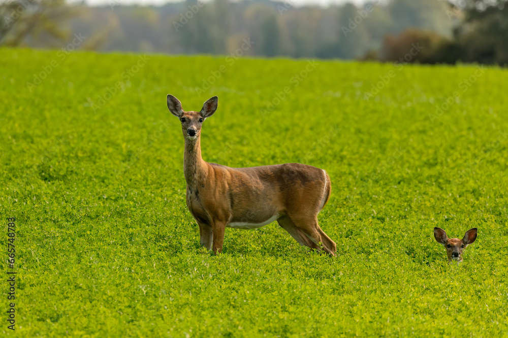 White - tailed deer (Virginia deer) in a field White - tailed deer (Virginia deer) in a field