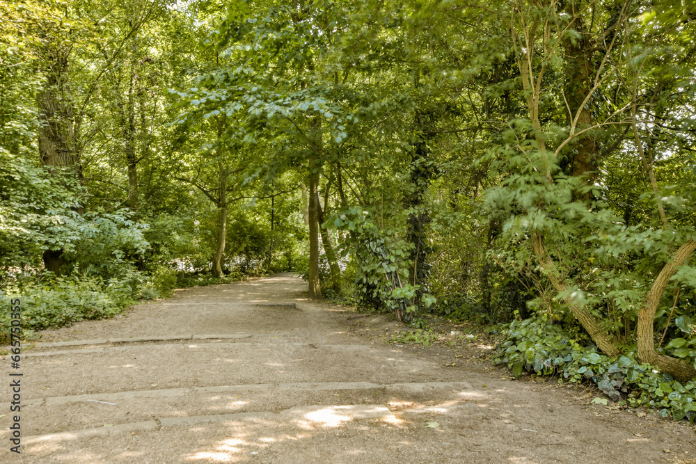 a dirt road with trees and bushes on both sides, in the sun shining through the leaves to the ground