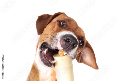 Dog taking beef bone with tilted head. Cute puppy dog eating real bone stuffed with salmon. Natural dental health and mental enrichment. Female Harrier dog. Selective focus. White background. photo