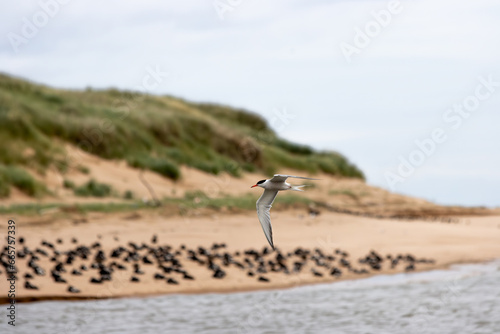An arctic tern, flying in front of a beach colony of eider ducks in Newburgh, Aberdeenshire, Scotland