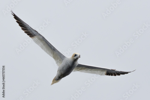 A Gannet seabird flying over the sea in the Shetlands