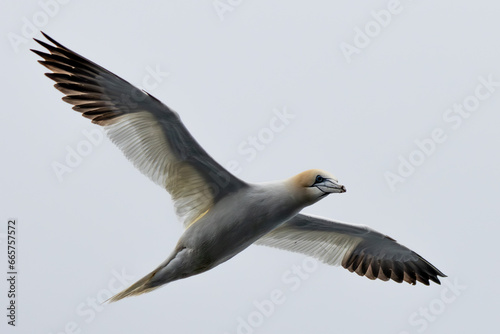 A Gannet seabird flying over the sea in the Shetlands