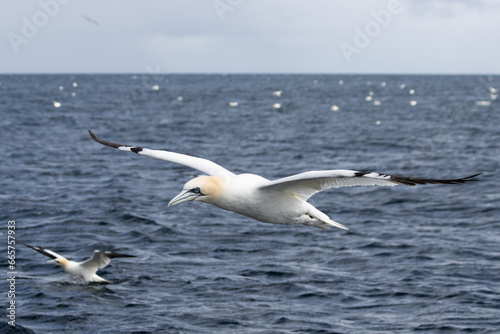 A Gannet seabird flying over the sea in the Shetlands