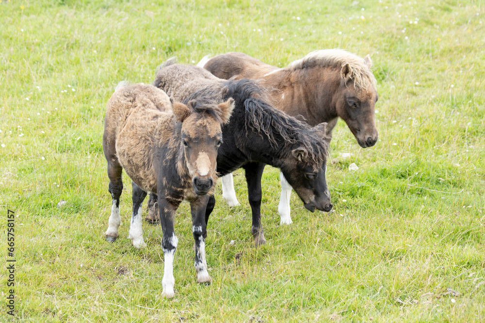 Three Shetland Pony Foals standing on the grass