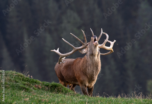 Röhrender Hirsch bei der Brunft