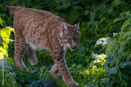 Angreifender Luchs © GERHARD