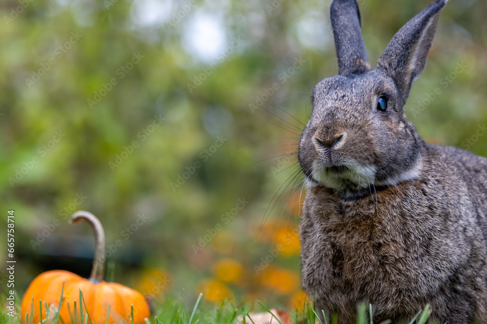 Obraz premium Small grey rabbit in fall garden with pumpkin soft bokeh background copy space
