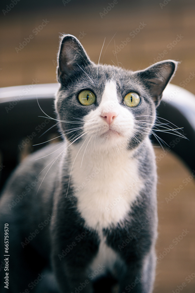 Gata gris con blanco y ojos verdes Gata gris con blanco y ojos verdes