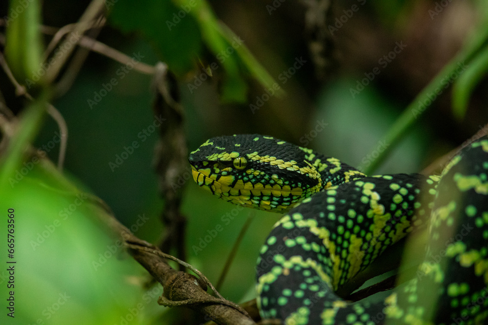 Wagleri's Viper (Tropidolaemus wagleri) in the forest Wagleri's Viper (Tropidolaemus wagleri) in the forest