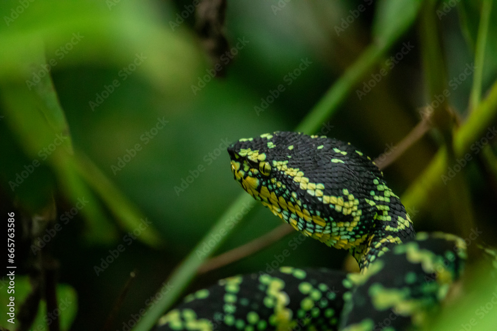 Wagleri's Viper (Tropidolaemus wagleri) in the forest Wagleri's Viper (Tropidolaemus wagleri) in the forest