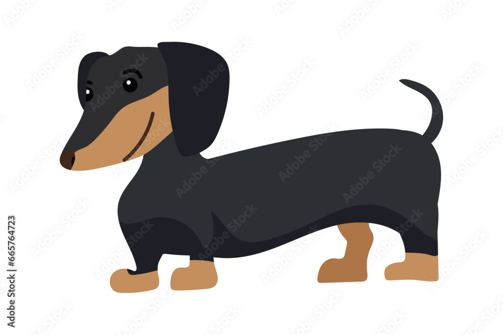 dog dachshund illustration