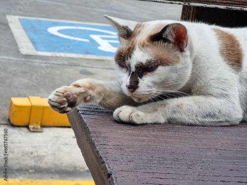 cat on the street