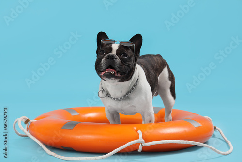 French bulldog with ring buoy on blue background photo