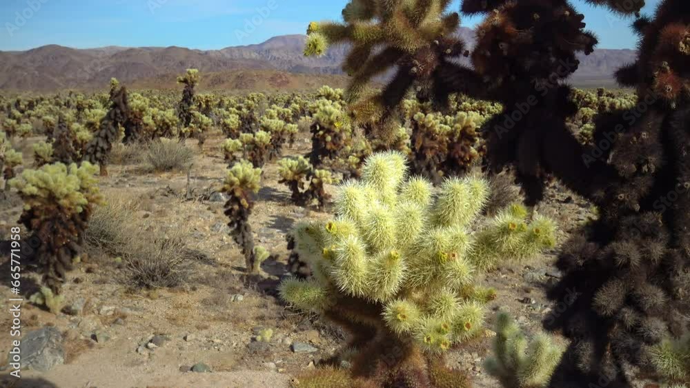 Оpuntia bigelovii (Teddy Bear Cholla), in the Cholla Cactus Garden Joshua Tree, CA