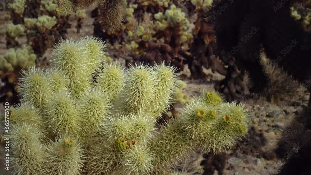 Оpuntia bigelovii (Teddy Bear Cholla), in the Cholla Cactus Garden Joshua Tree, CA Оpuntia bigelovii (Teddy Bear Cholla), in the Cholla Cactus Garden Joshua Tree, CA