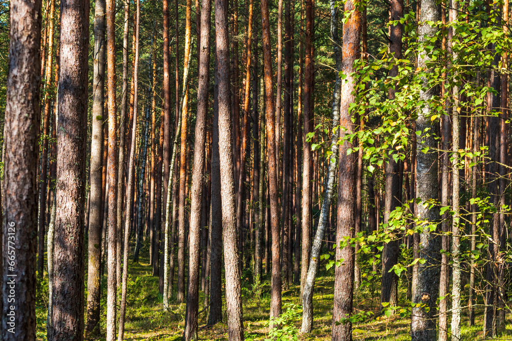 Landscape shot of the forest. Nature