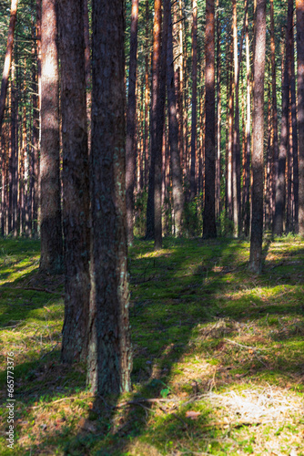 Close up shot of the soil surface in the forest. Nature