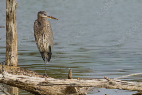Great Blue Heron 2022