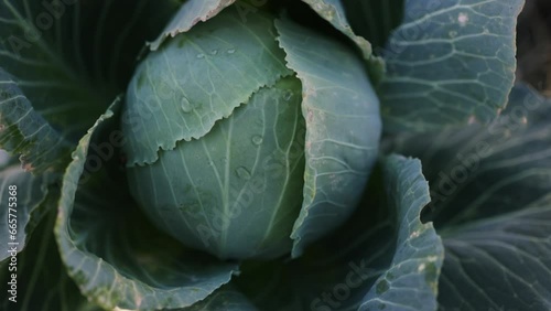 An overhead view of a head of cabbage that is plucked from the garden by the hands of a farmer of an unrecognizable woman. Fertile soil gives a good harvest. The harvest is underway. photo