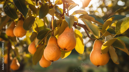 Fresh Pears on Tree in Farm