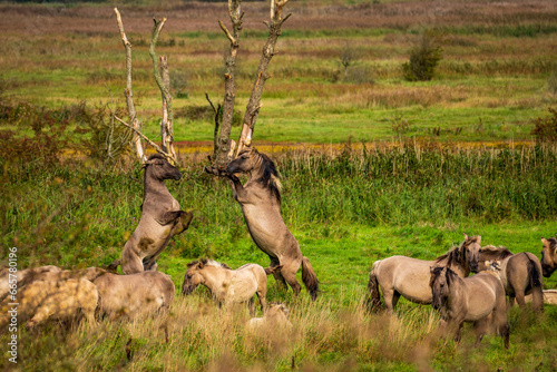 Free-ranging Koniks in the Geltinger Birk nature reserve on the Baltic Sea in Germany. photo