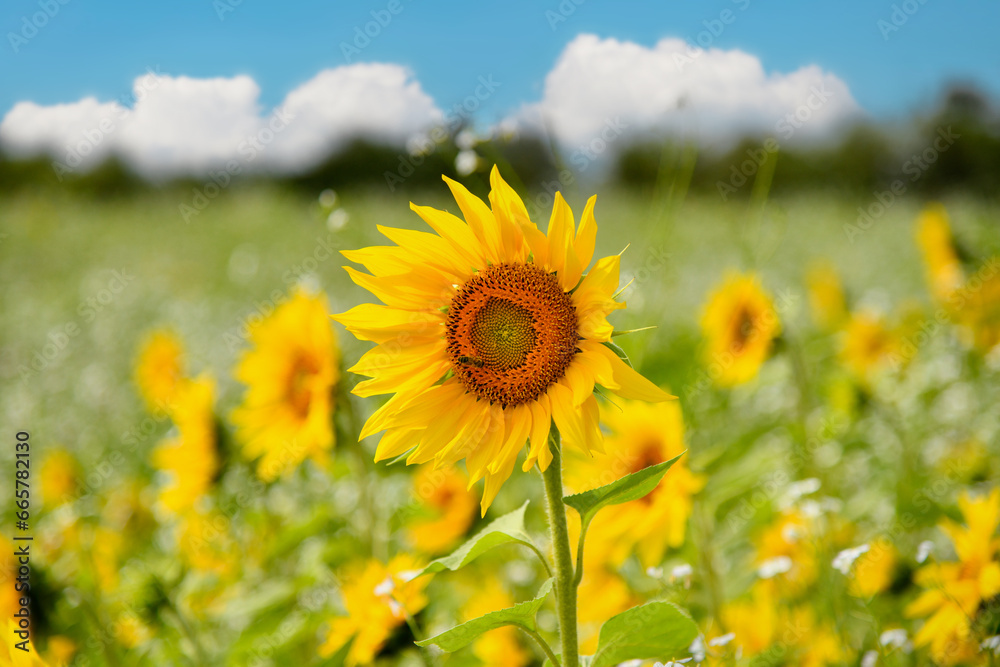 Obraz premium Sonnenblume