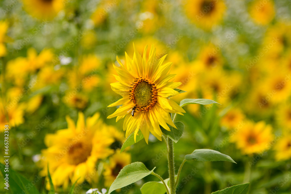 Obraz premium Sonnenblume