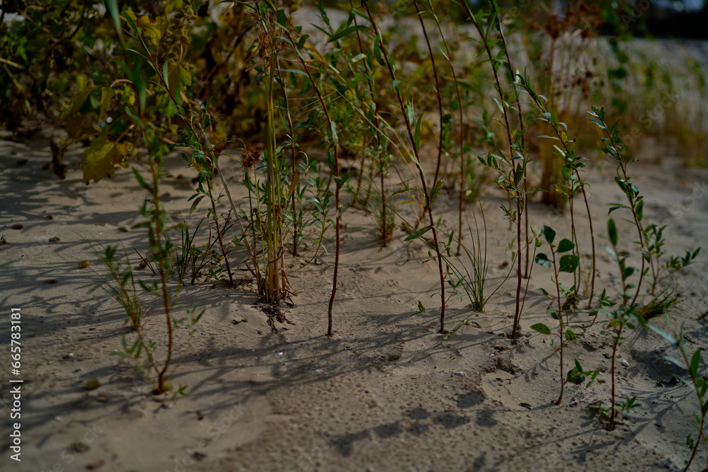 green reeds growing on the river bank