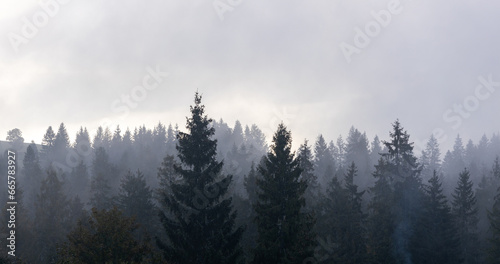 Foggy spruce forest trees. Panoramic landscape. Mountain hills foggy woodland. Dramatic mood.