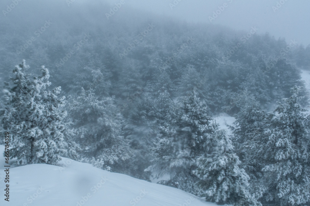 Winter snow whirlwind on the way up the mountains. Beautiful natural landscape. Fresh cold air. Icy trees.