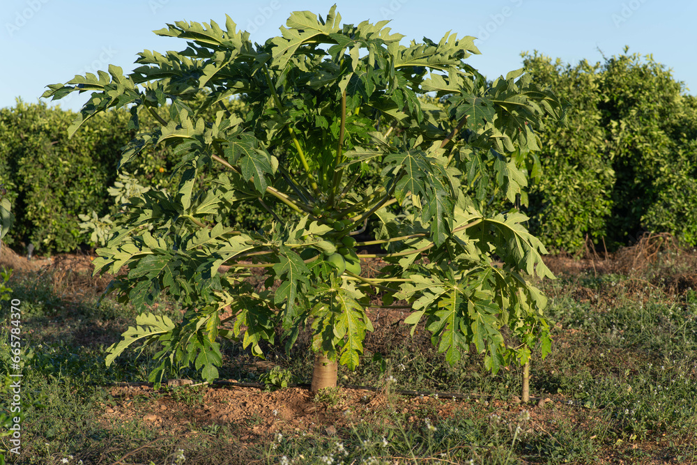 Papaya