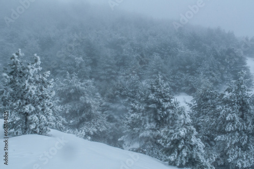 Winter snow whirlwind on the way up the mountains. Beautiful natural landscape. Fresh cold air. Icy trees. © Valery