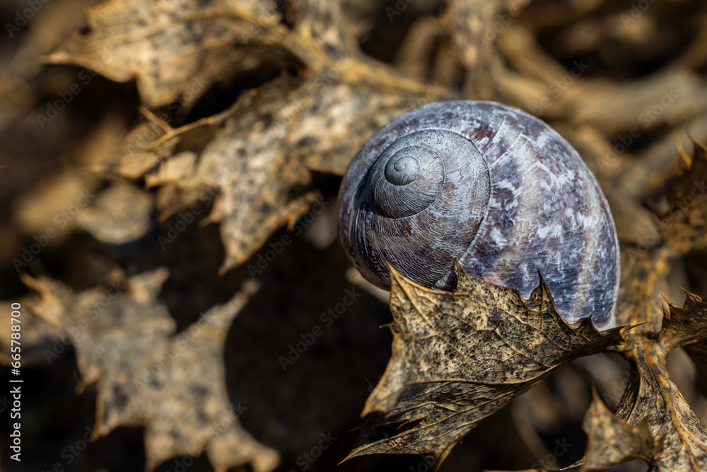 Fototapeta premium Snail shell between dry leaves.