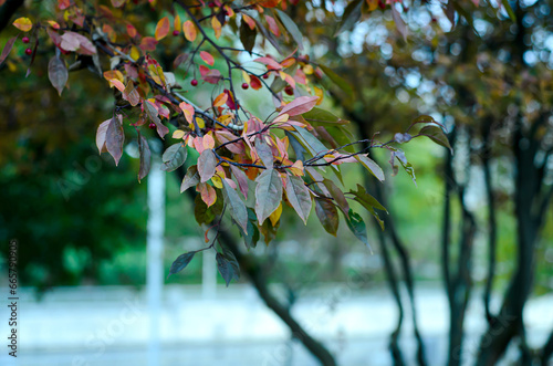 autumn leaves on the tree