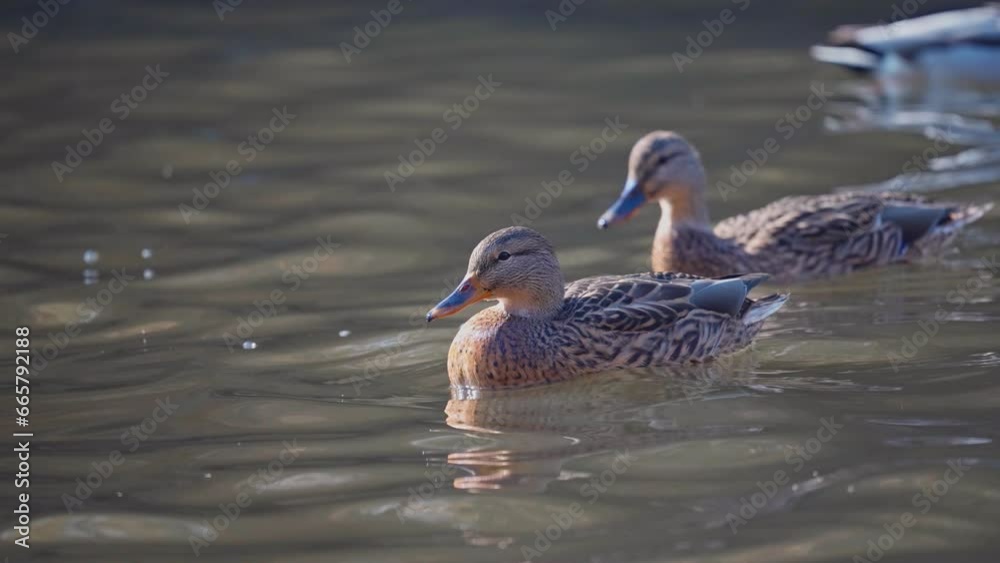 A female wild duck with brown plumage swims in a pond. Close-up of a mallard duck with a long beak floating on the surface of the water in a city park. A female wild duck with brown plumage swims in a pond. Close-up of a mallard duck with a long beak floating on the surface of the water in a city park.